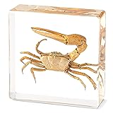 Hudirgo Taxidermy Fiddler Crab in Resin - Real