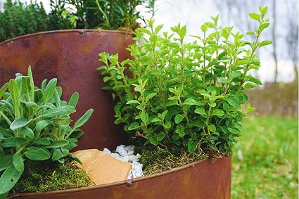 Novaliv – Espiral de Hierbas, óxido Natural, Caracol para Plantas ...