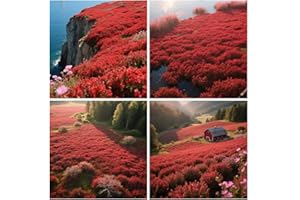 20000+ Red Creeping Thyme Seeds for Planting Thymus Serpyllum - Heirloom Creeping Thyme Seeds Ground Cover Easy to Plant - Op