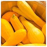 Everwilde Farms - 1/4 Lb Prolific Straightneck