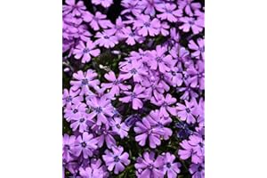 100 Purple Beauty Moss Phlox Seeds for Garden Planting