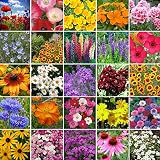 Northeast Wildflower Seed Mix- 1/4 Pound