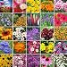 Northeast Wildflower Seed Mix- 1/4 Pound primary