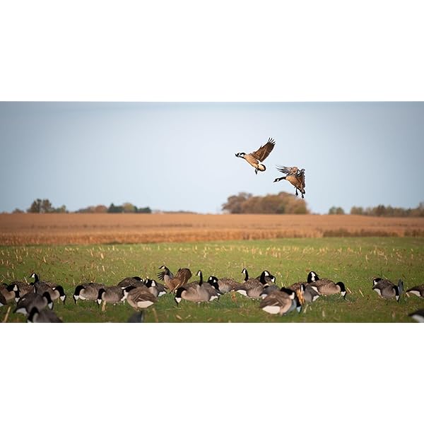 Update more than 76 dive bomb bags latest in.duhocakina