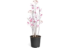 Brighter Blooms - Jane Magnolia Tree, 2-3 Ft. - Incredible Fuchsia Magnolia Blooms - No Shipping to AZ