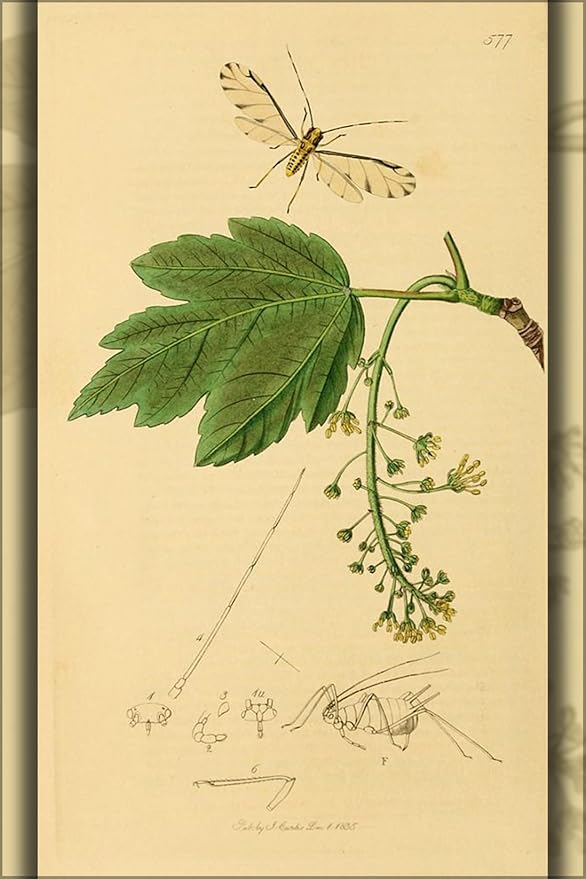 History Galore 24&quot;x36&quot; Gallery Poster, Aphis