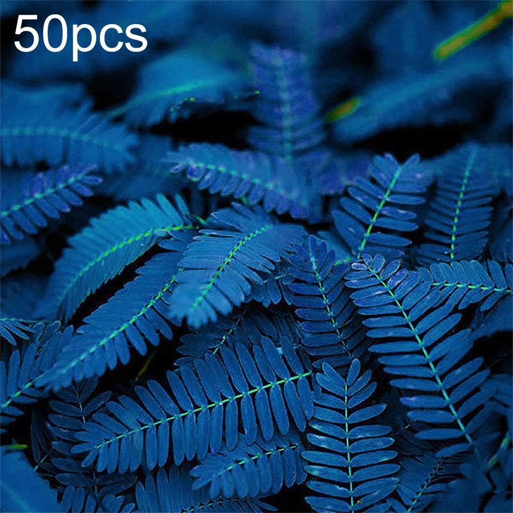 fanmaosdf Mimosa Seed,10/20/50Pcs Unique Blue Mimosa Pudica Seeds Garden Bonsai Plants Home Decor