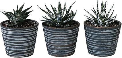 Amazon Com Insideout 4 Inch Ceramic Pots For Small Indoor Plants Perfect For Diy Succulent Plant Projects Pots Planters For Indoor Plants Sitka Collection Gold Home Kitchen
