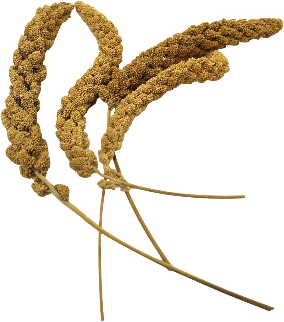 Capay Gold Spray Millet, 25 Lb