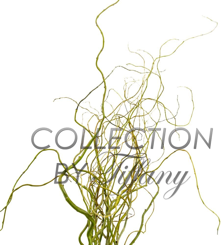 Fresh Curly Willow Tips Design Arrangement Filler Flexible Long Lasting California Grown Home Decor
