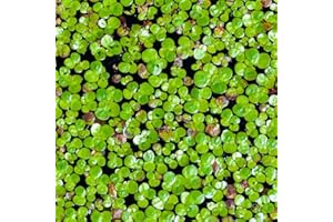 Duckweed Pond Seeds, Garden Plants, Herb Garden Pond Plants, Lemna Minor, Aquarium Water Plants Pond Plants are Hardy 100pcs: