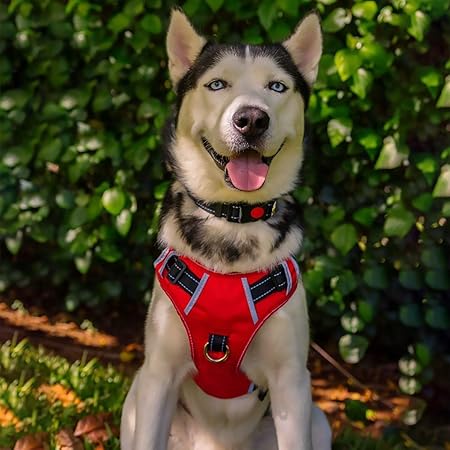 babyltrl dog harness