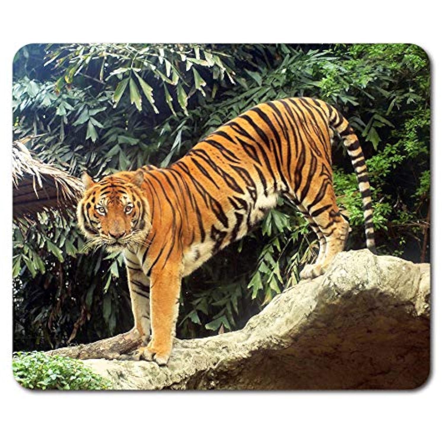 Beautiful Tiger Mouse Mat Pad - Big Cat Tigers Animal Mum PC Computer #8574