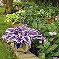 Xeloeia Hosta Seeds Perennial, 200pcs Hosta Plants Grow Easily Purple White Flower Seeds Hosta Bulb Outdoor Garden Shade Potted