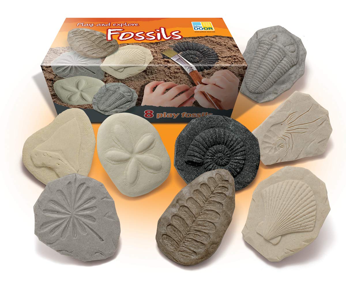 Yellow Door Let's Investigate – Fossils | Early educational learning |STEM| fossil dig for kids age 2,3,4,5 | dinosaur fossils |excavation set | Outdoor science toys |ammonite, trilobite | Messy play