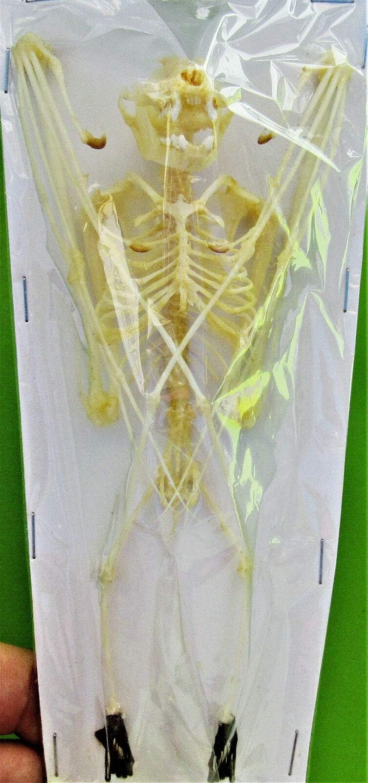Greater Short-Nosed Fruit Bat Cynopterus Sphinx Skeleton Fast from USA