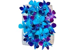 Miami Fresh Orchid Flower OrchidClub USA Sunne Tropical Loose Bloom Head DIY Lei food drink decoration BLUE (100 DUO BLUE)