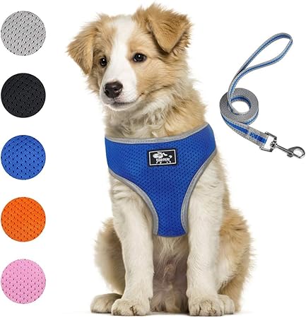 harness for small dogs amazon