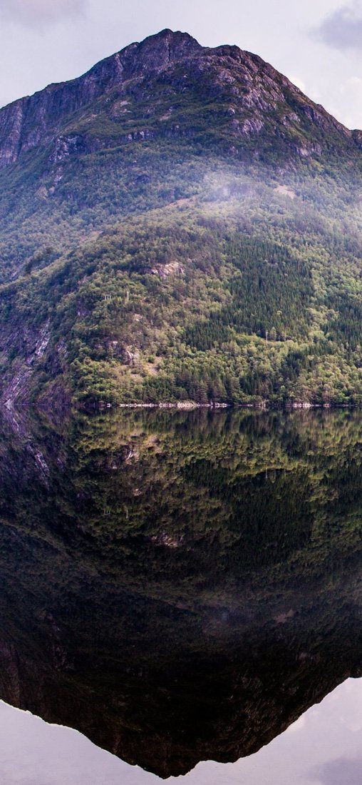 PeelitStickit Forest, Wall Murals, ID-049, vinyl