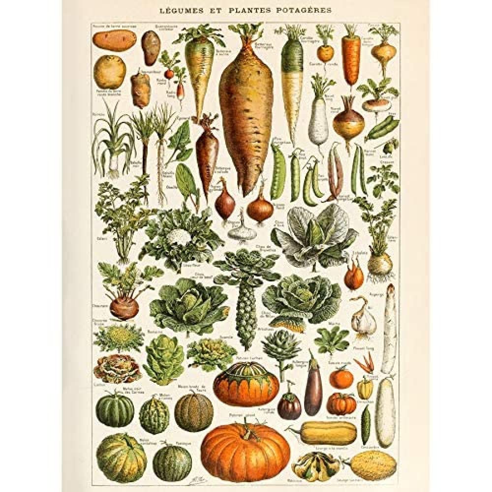 Artery8 Millot Encyclopedia Page Vegetables Legumes Art Print Canvas Premium Wall Decor Poster Mural