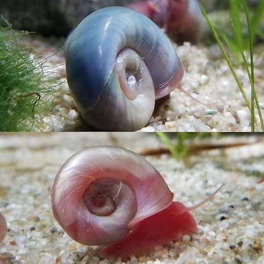 aquarium snails