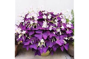 VISTATU 12+ Bulbs Purple Shamrocks Oxalis Triangularis Lucky Lovely Flowers Bulbs Grows for Planting Indoors or Outdoors