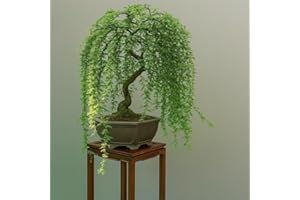 CZ Grain Bonsai Green Weeping Willow Tree Cutting - Thick Trunk Start, Dwarf Bonsai Material