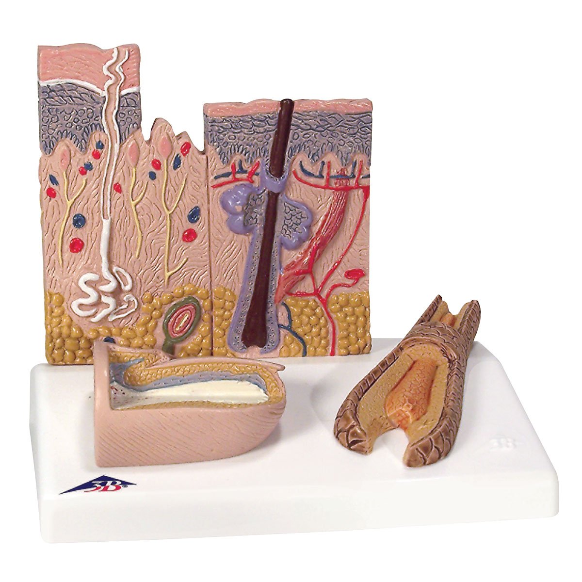 3B Scientific Skin Section + free Anatomy App - 3B Smart Anatomy