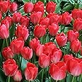 Votaniki Tulip Darwin Hybrid Red Van Eijk Bulbs - Premium Darwin Hybrid Tulips for Stunning Spring Gardens | Hardy, Perennial, and Easy to Grow (6 Pack)