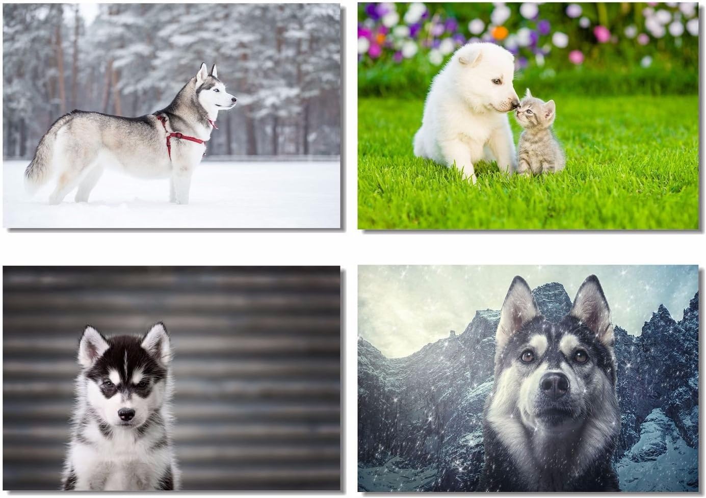 siberian husky chihuahua