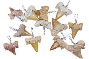 GOLDNUGGETMINER Genuine Fossil Shark Teeth Wire Wrapped for Pendants Bulk 12 Pack