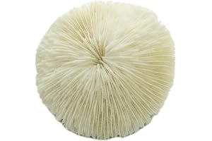 NAUTICAL CRUSH TRADING Mushroom Sea Coral | White Real Mushroom Coral 3”-4” (1 Piece) | Aquarium Ornament for Decoration | Plus Free Nautical eBook by Joseph Rains