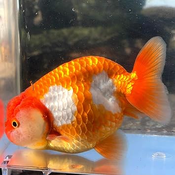 Amazon 金魚 更紗らんちゅう 1匹 現品 1 生体 川村淡水魚販売 観賞魚 水中生物 通販