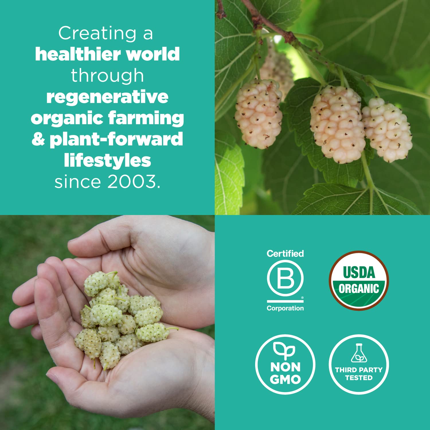 Navitas Organics Mulberries – For Healthy Snacks, Topping, Baking & More – Sun Dried White Turkish Mulberries – No Added Sugar – USDA Organic, Non GMO, Gluten Free, Vegan (8oz. Bag, 8 Servings)