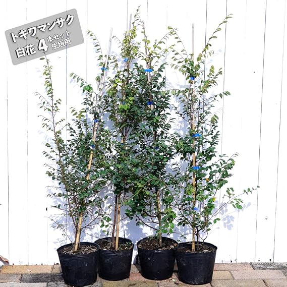 Amazon 白花トキワマンサク 生垣用 4本セット 生垣 目隠し 低木 庭木 常緑樹 植木
