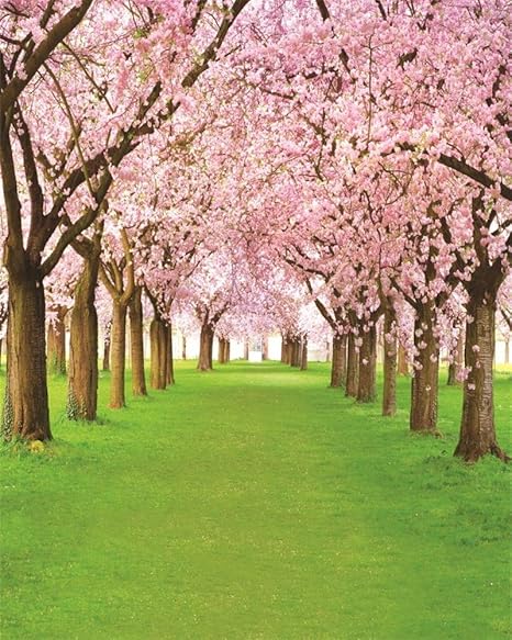 Amazoncom Aofoto 8x10ft Spring Cherry Flower Photography Backdrop