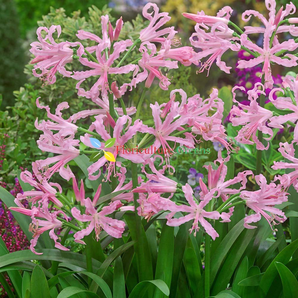 Garden & Outdoors Value Pack Guernsey Lily Nerine Bowdenii