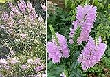 100+ Tall Obedient Plant Flower Seeds Native