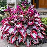 Rare Hosta Seeds, Hosta Seeds for Planting Outdoors, Fast Growing, Likes Humid Environment, Unique Beautiful Leaves, Perennia