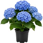 Blue Hydrangea Live Plant, Vibrant Flowering Shrub, 6-12 Inch in Pot | Reaches 3-6 Feet, Cut Flowers, Consistent Water, Partial Shade, Moist Well-Drained Soil, Zones 5-9 Hardy, Warm Season Blooms