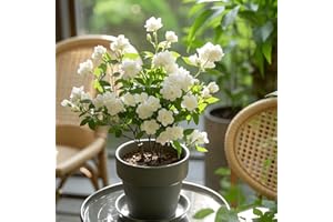100 Jasmine Seeds for Planting - Fragrant Climbing Vine, Perennial Flower Seeds for Trellis & Garden, Non-GMO, Hardy in Canad