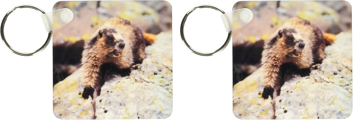 3dRose British Columbia, Yoho NP, Hoary marmot -CN02 RER0012 - Ric Ergenbright - Key Chains, 2.25 x 4.5 inches, set of 2 (kc_76171_1)