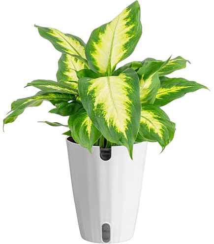 house plants palm varieties Areca Palm ‘Dypsis lutescens’ 2 Gal. / Black / No Pot