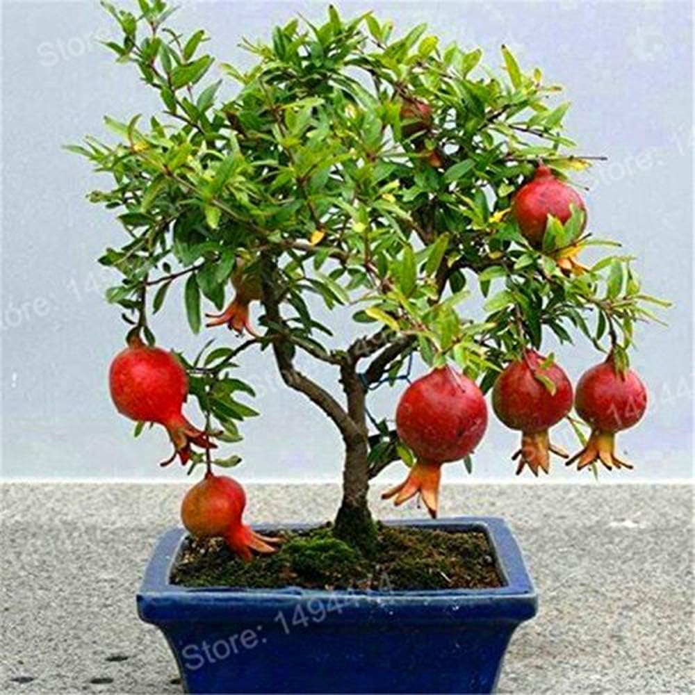 100pcs Bag Bonsai Pomegranate Bonsai Very Sweet Delicious Fruit Bonsai Plant For Home Easy To Grow Gardening Patio Lawn Garden Rapidinfrastruktur Com