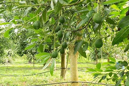 Creative Farmer Live Plant Butter Fruit (Avacado) Alligator Pear Standalone Home Gardening Plant(1 Healthy Live Plant) A