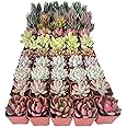 50 Pack Assorted Succulents Plants Live, Including Haworthia Succulents, Rare Home Plants for Indoor House Home Garden Wedding Decor Party Favor