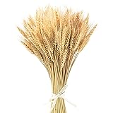 Uieke 17.7 Inches Dried Wheat Stalks, 100 Stems