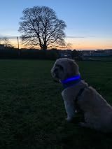 woeita LED Dog Collar Glow Light USB Rechargeable Blue Cut to Fit Safety view 6