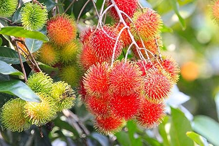 M-Tech Gardens Rare Red Rambutan Hybrid Exotic Fruit Seedling Live Plant