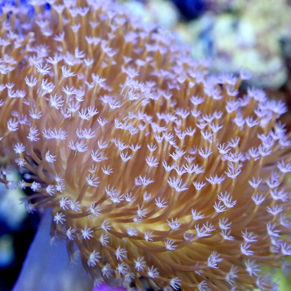 Amazon サンゴ 沖縄産 ウミキノコ ロングポリプ ｍサイズ １個 北海道 九州 沖縄航空便要保温 Charm チャーム サンゴ 通販